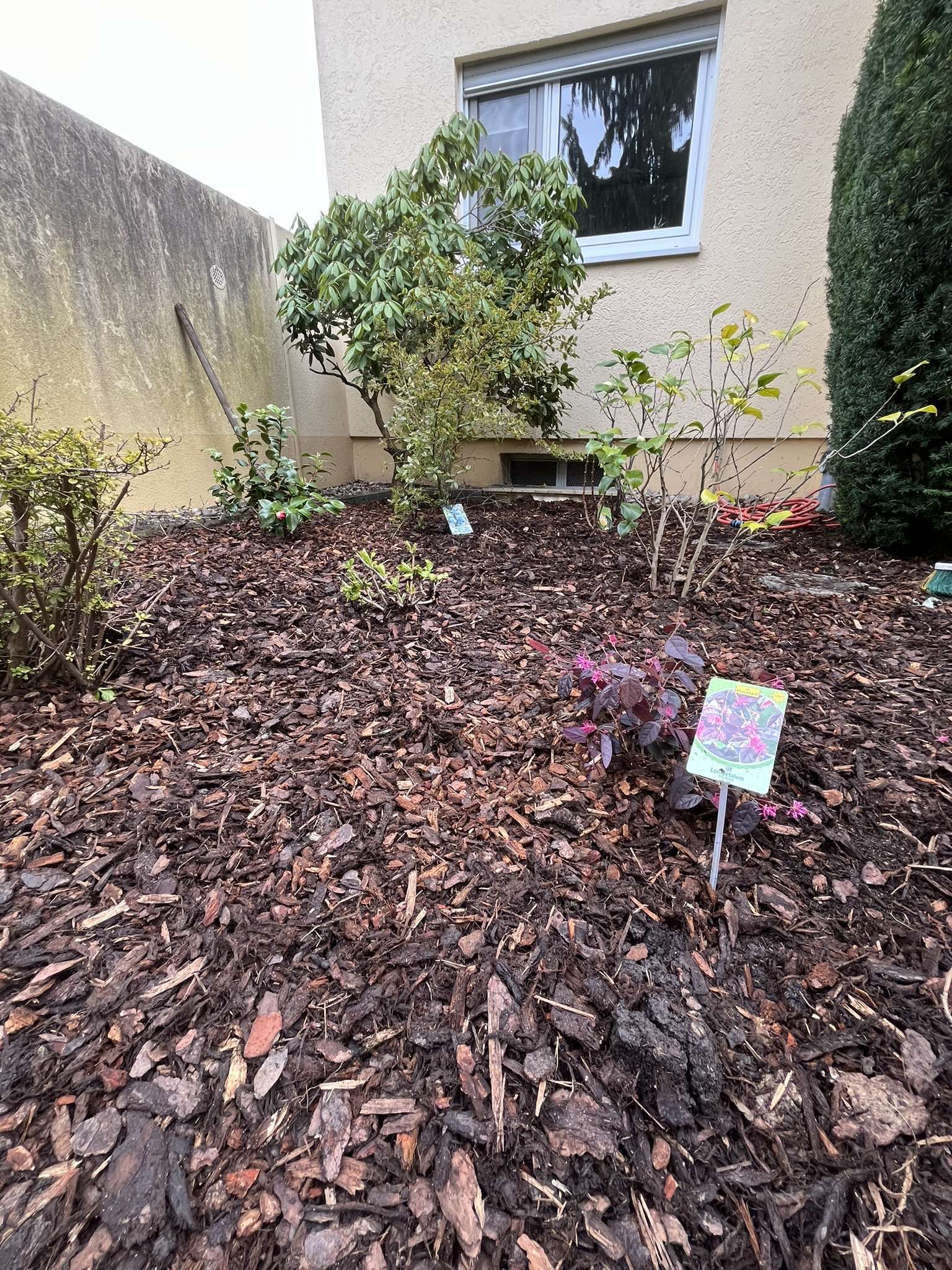Rindenmulch Beet Wiesbaden Beet mit Rindenmulch in Wiesbaden-Biebrich