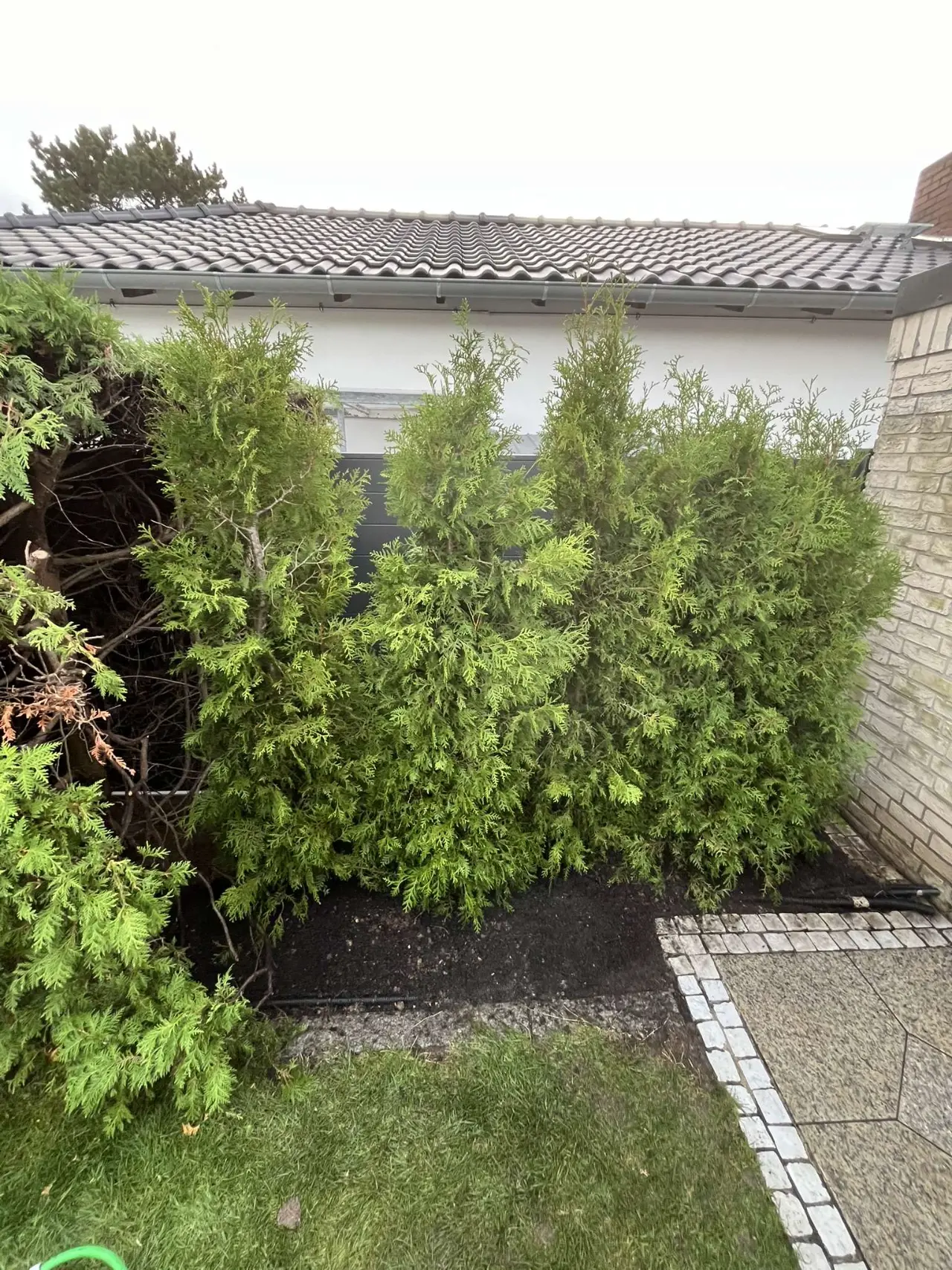 Sichtschutz in Wiesbaden – dichte Thujahecke als grüner Sichtschutz, gepflanzt von HHG